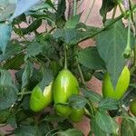 Capsicum baccatum Gyümölcs