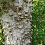 Zanthoxylum heitzii Φλοιός