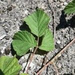 Rubus camptostachys Folha