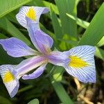 Iris virginica Flower