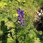 Aconitum napellusBlomst