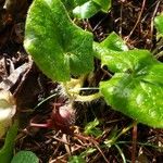 Asarum caudatum Yaprak