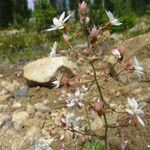 Micranthes ferruginea Fruit