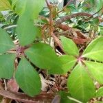 Parthenocissus quinquefolia Liść