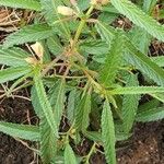 Corchorus trilocularis Leaf