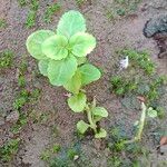 Torenia crustacea Folha