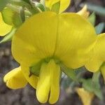 Crotalaria grahamiana Flor