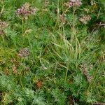 Mutellina adonidifolia 形態
