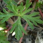 Geranium columbinum Blatt