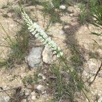 Polygala alba Агульны выгляд