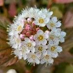 Physocarpus opulifolius花