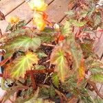 Begonia sutherlandii Foglia