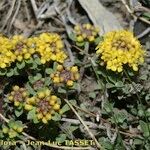 Alyssum alpestre Yeri