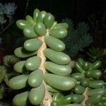 Sedum hernandezii Foglia