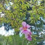 Papilionanthe teres Çiçek
