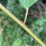 Frangula alnus Bark