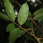 Guarea rhopalocarpa Leaf