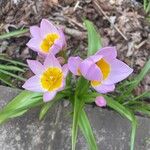 Tulipa sylvestris Blüte