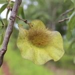 Pterocarpus angolensis Fruto