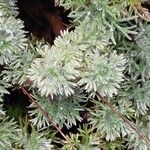 Cotula hispida Hoja