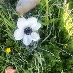 Anemone pavoniana Flor