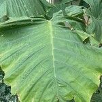 Alocasia odoraഇല