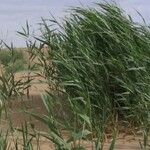 Phragmites australis Folha