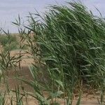 Phragmites australis Blad