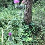 Cirsium vulgare花