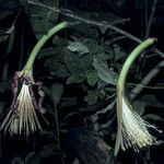 Pachira dolichocalyx Flower