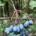 Viburnum rufidulum Frukt