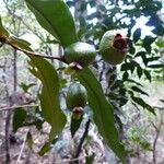 Eugenia gatopensis Habitus