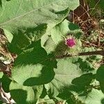 Arctium minus 葉