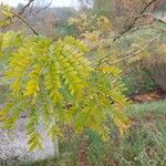 Gleditsia triacanthosFoglia