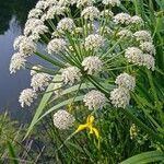 Oenanthe crocata Floare