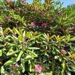 Rhododendron maximum Облик