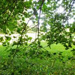 Tilia cordata Lehti
