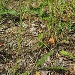 Achillea setacea Pokrój