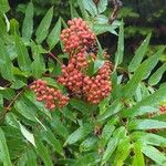 Sorbus americana Blüte