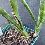 Dracaena dooneri Vekstform