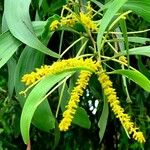 Acacia auriculiformis Blomma