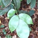 Rourea coccinea Leaf