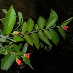 Helicteres guazumifolia Květ