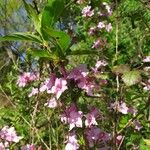 Weigela florida Virág