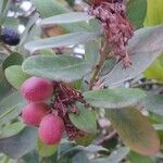 Acokanthera oblongifolia Плод