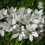 Allium trifoliatum Flor