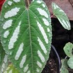 Cissus javana Folha