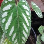 Cissus discolor पत्ता