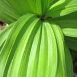 Veratrum lobelianum पत्ता