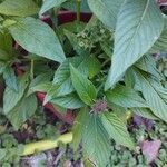 Pentas lanceolata Листок